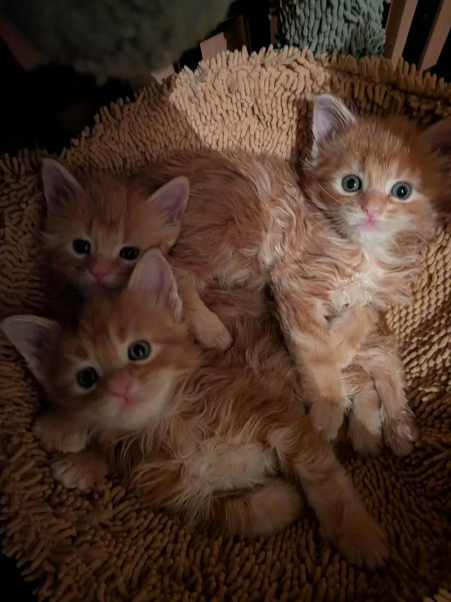 Maine Coon kittens WCF registered  for sale - Image 4
