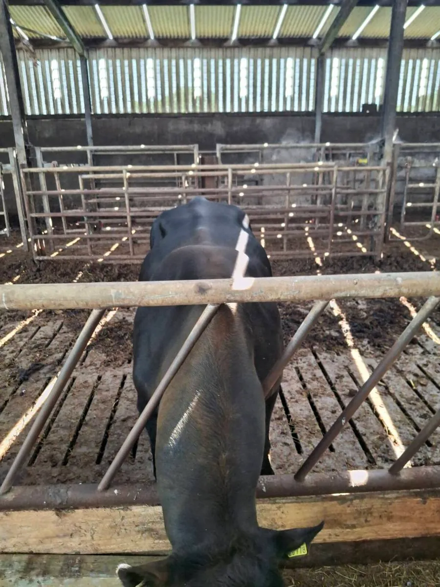 Angus bull - Image 1