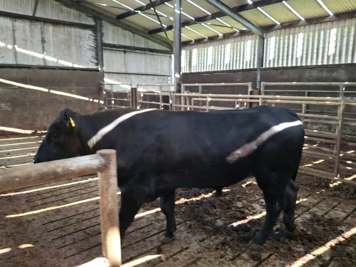 Angus bull - Image 2