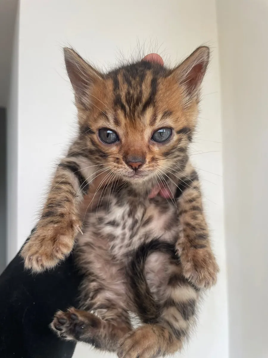 Bengal Girl - Image 2