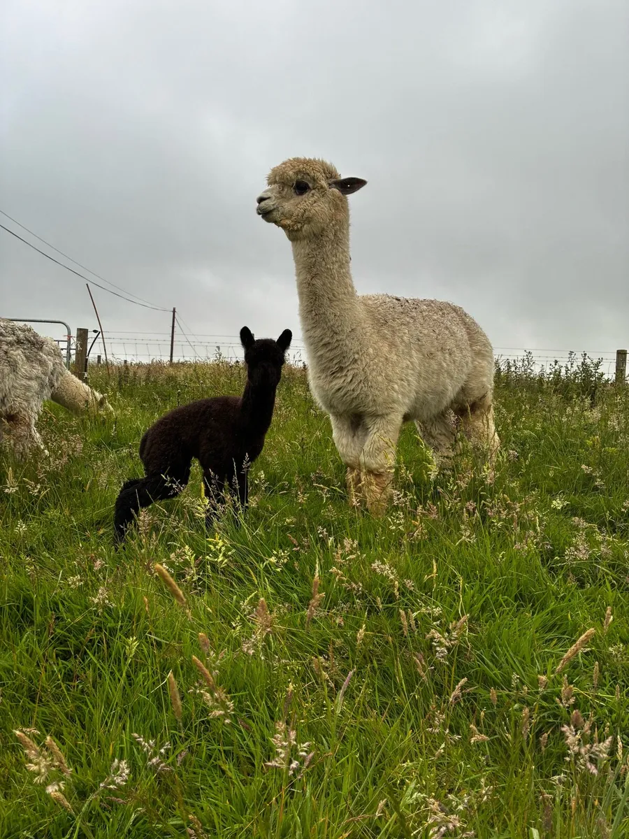 Alpaca - Image 1