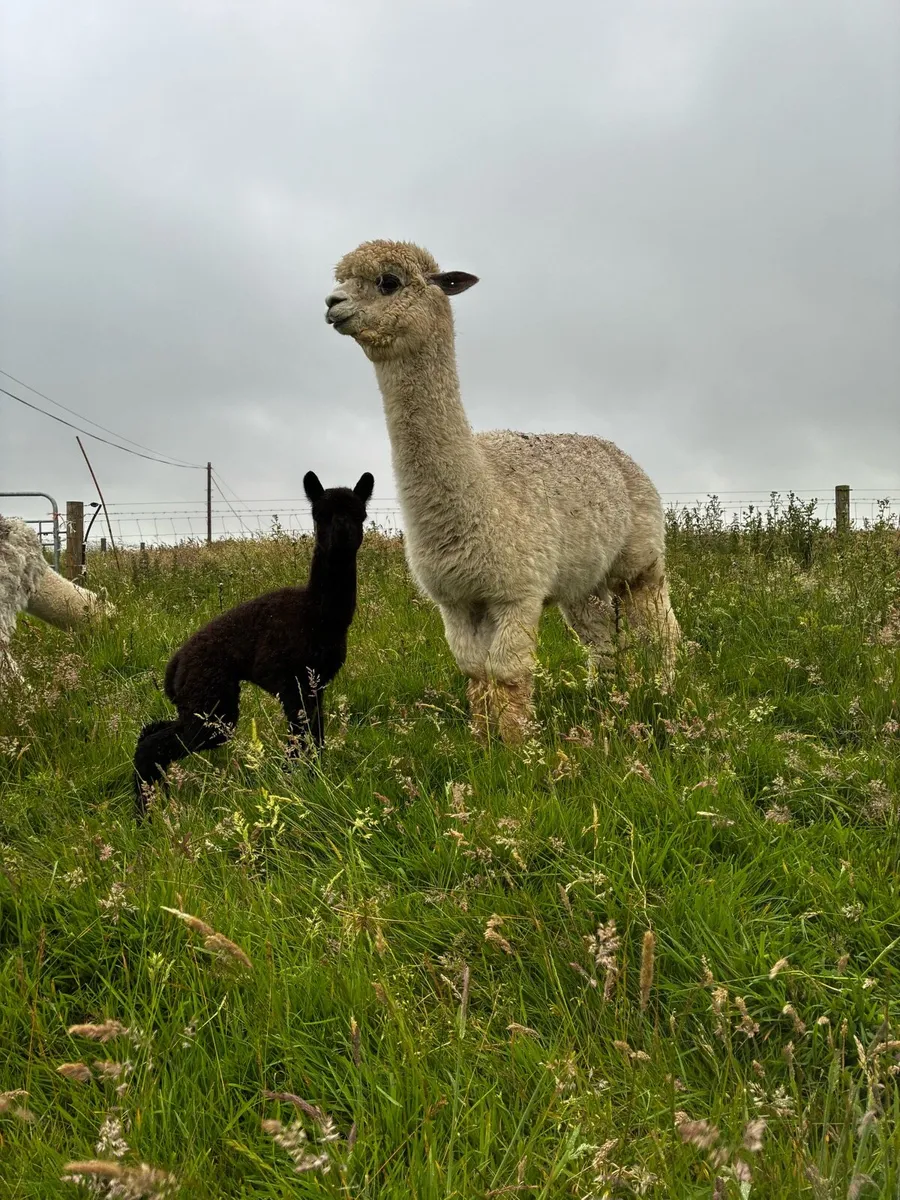 Alpaca - Image 2