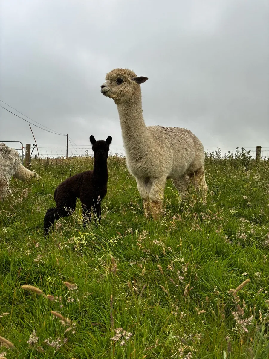 Alpaca - Image 3