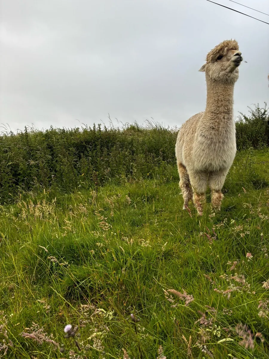 Alpaca - Image 4