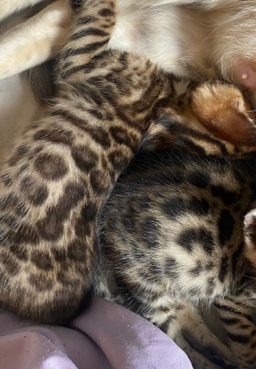 Bengal Girl - Image 1