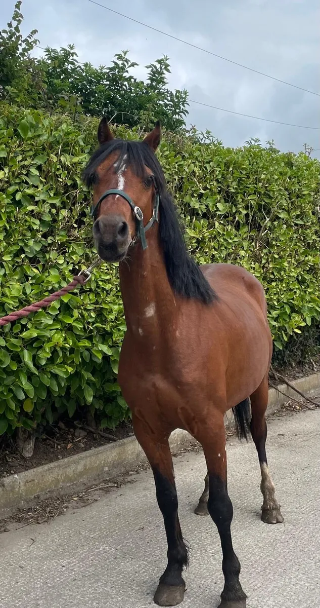 Pony gelding unbroken - Image 3