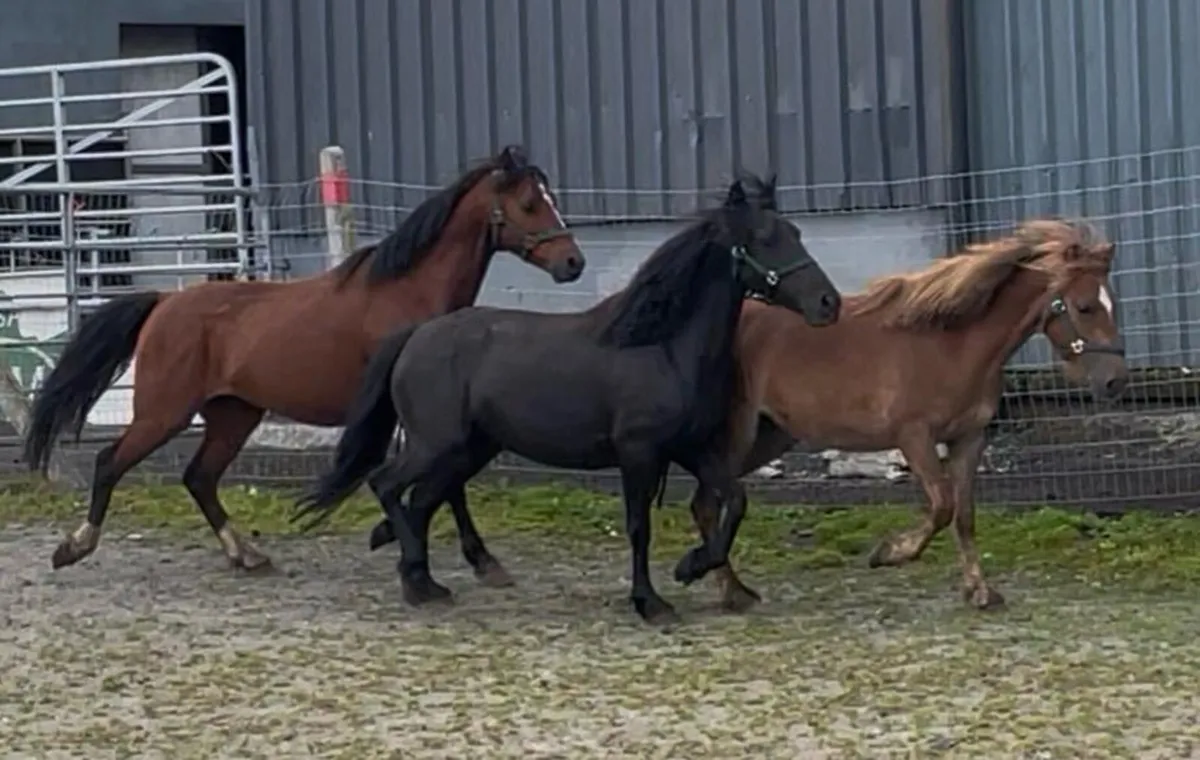 Ponies - Image 1