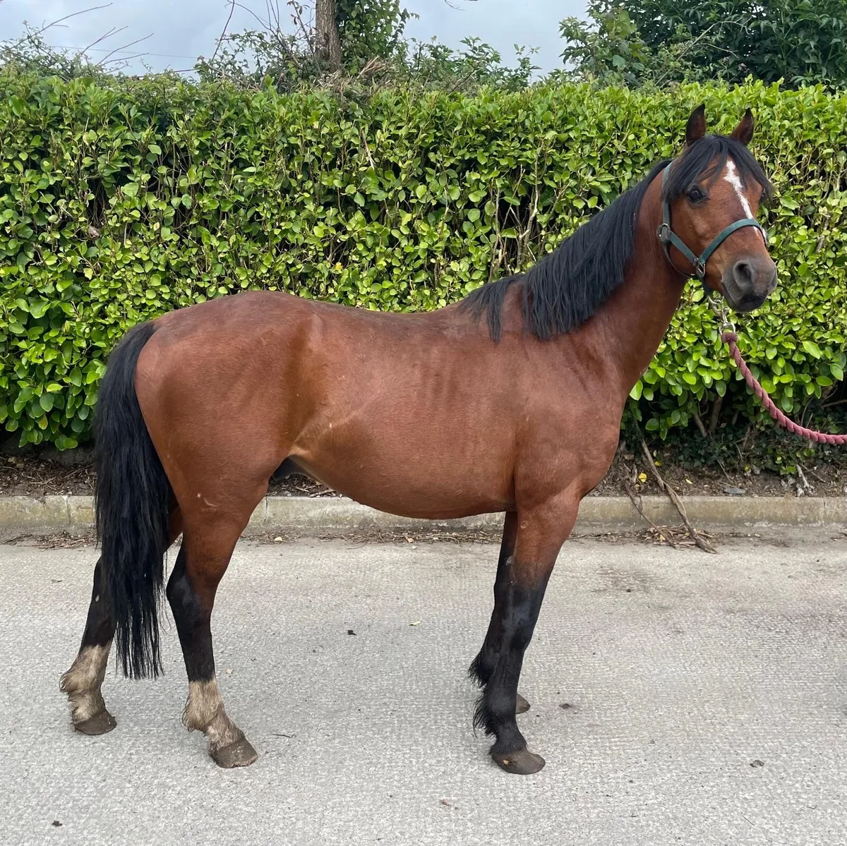 Pony gelding unbroken - Image 4