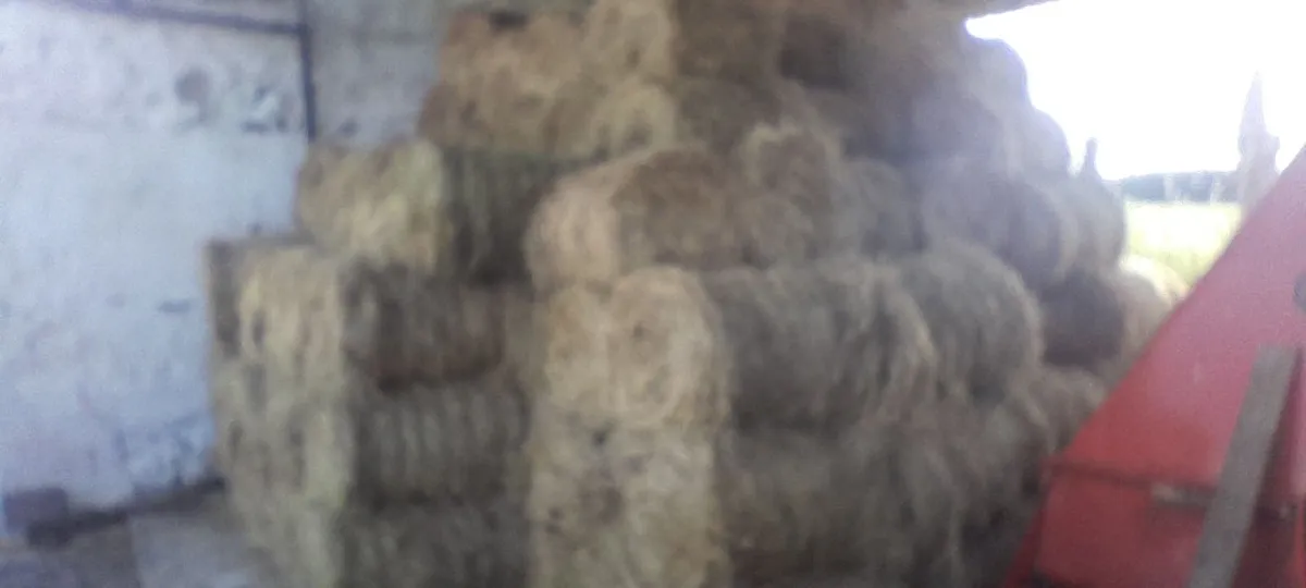 Mini round bales hay - Image 1