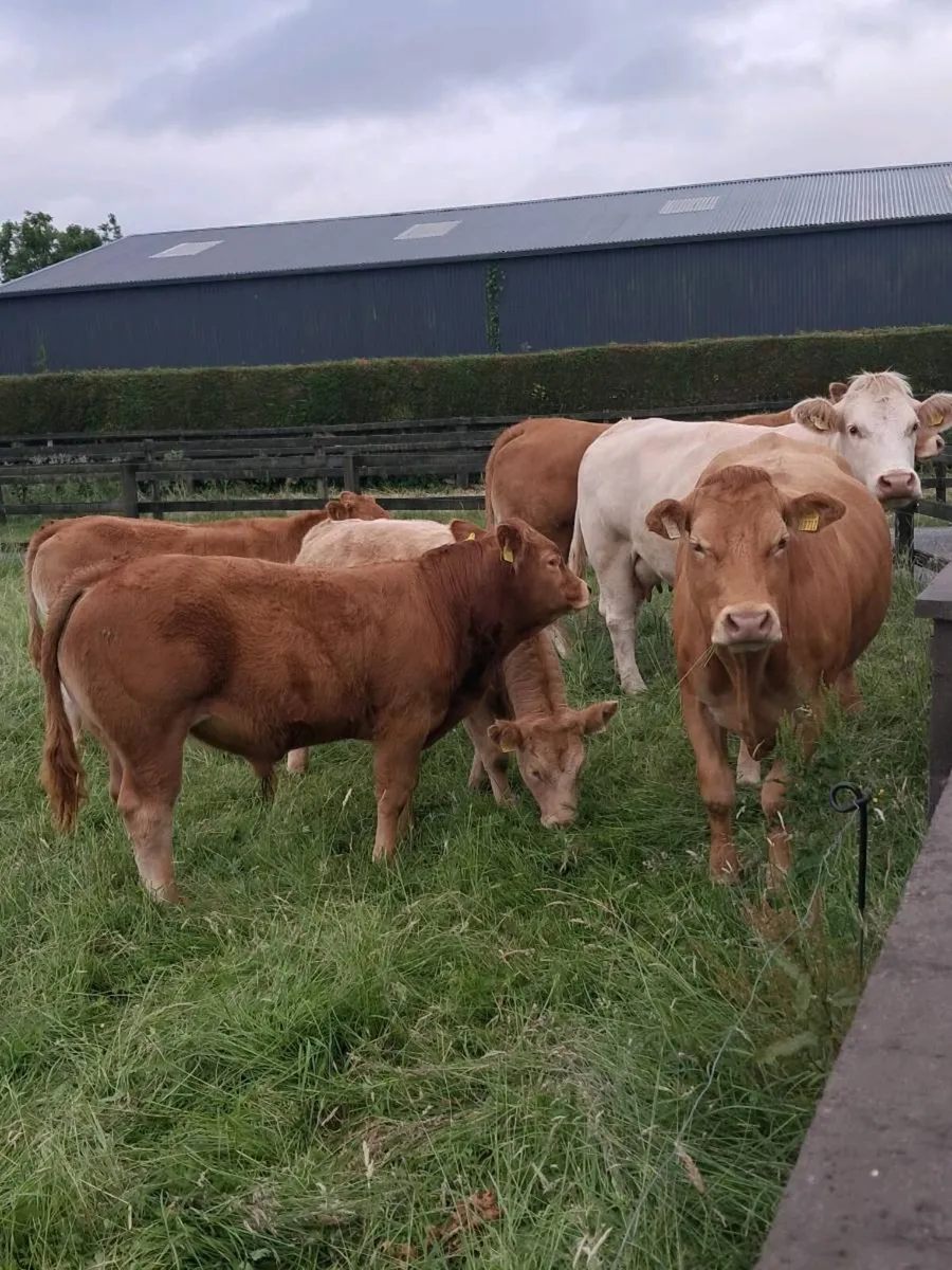 Cows and calfs - Image 1