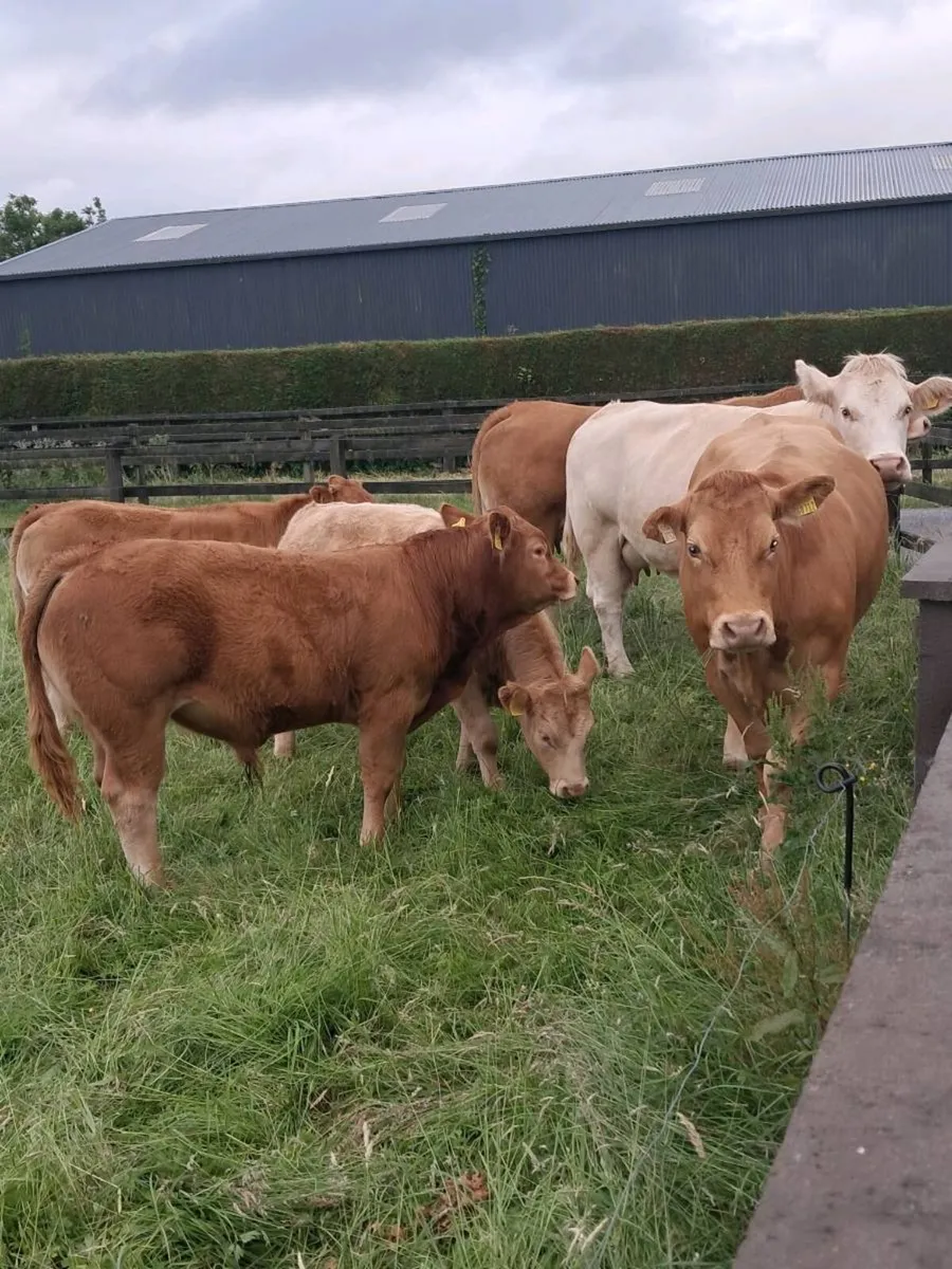 Cows and calfs - Image 2