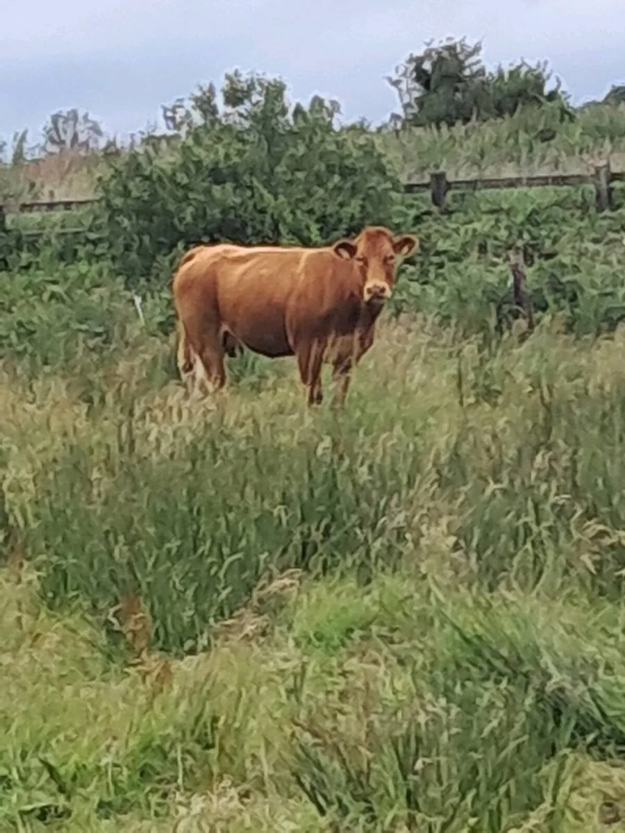 Cows and calfs - Image 3