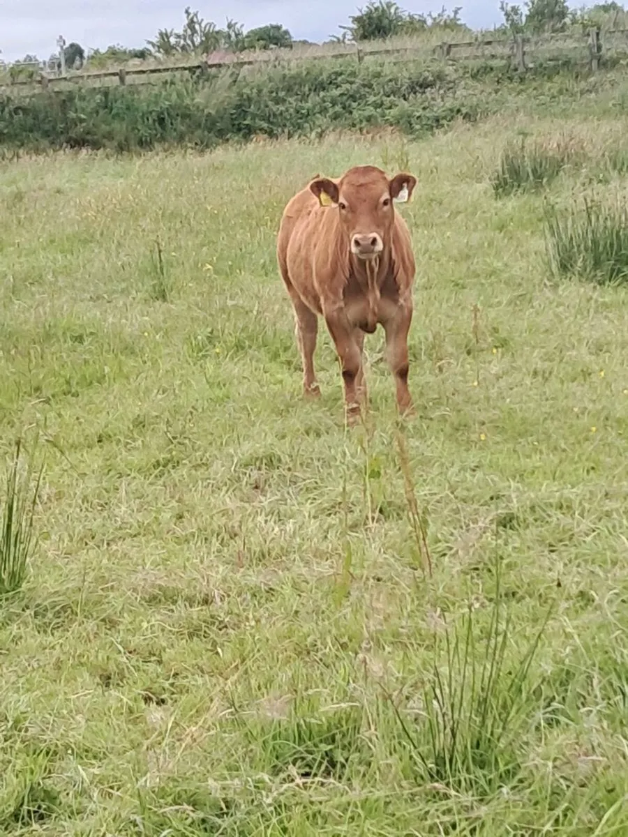 Cows and calfs - Image 4
