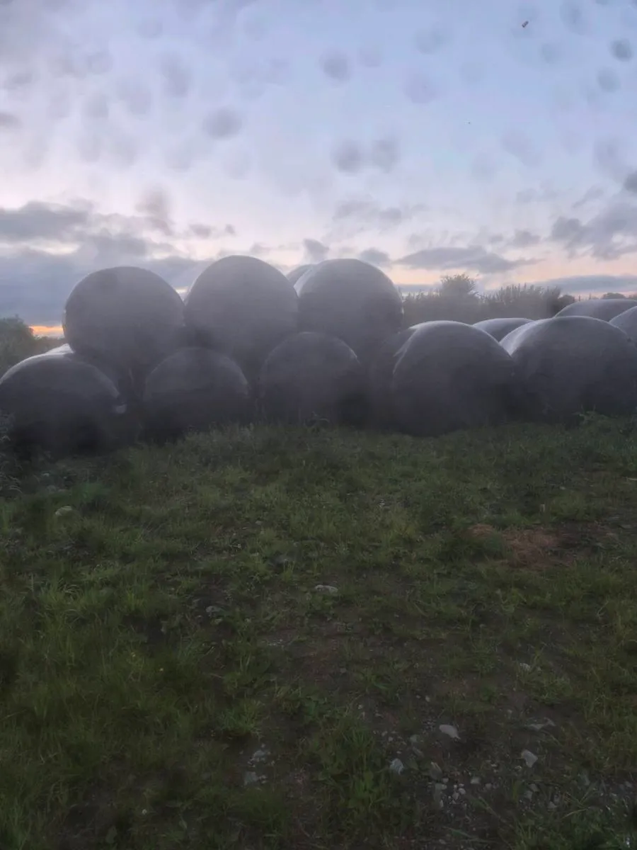 Bales of haylage - Image 1