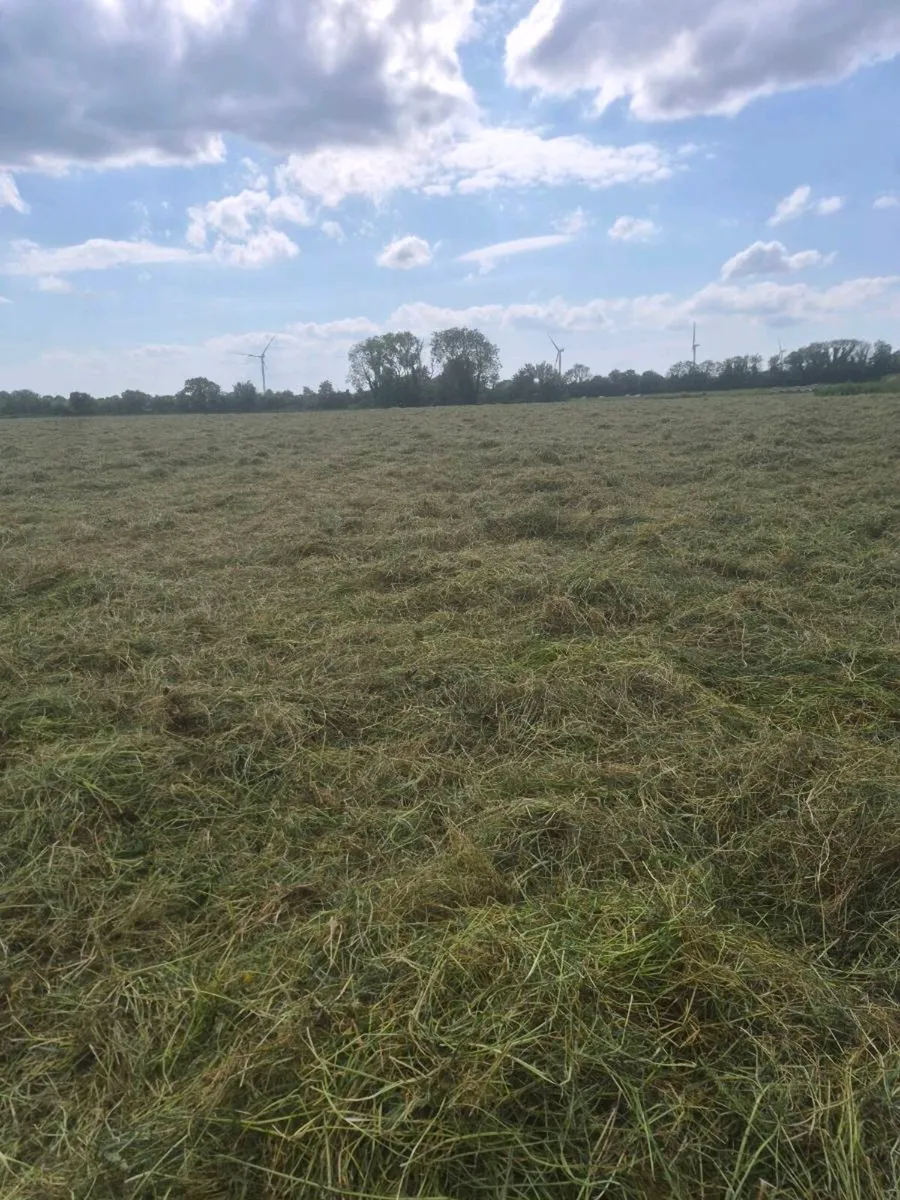 Bales of haylage - Image 2