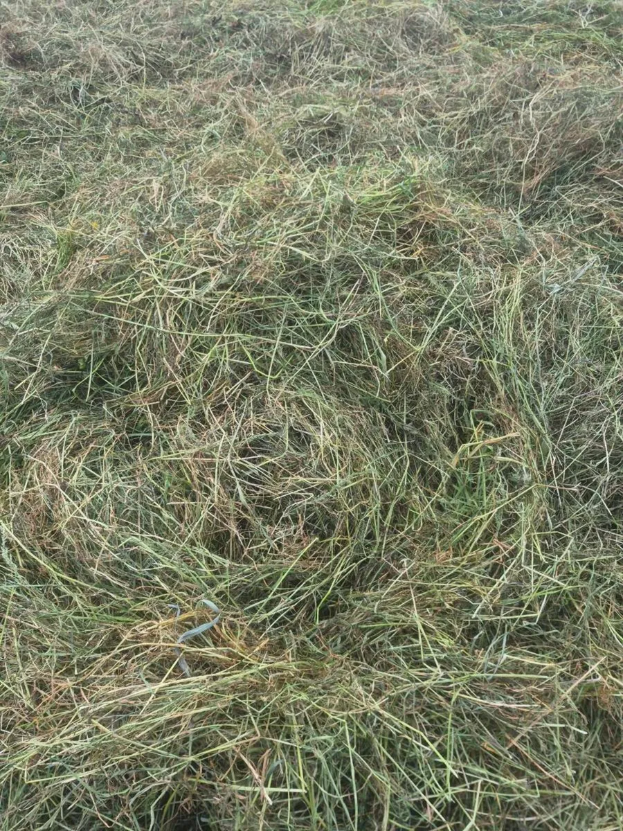 Bales of haylage - Image 3