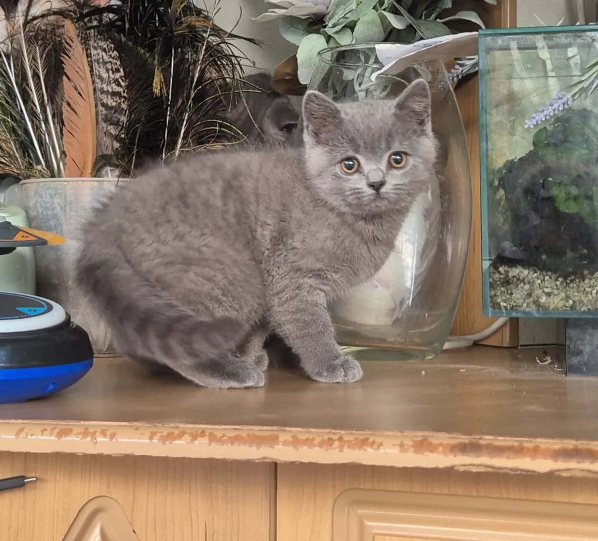 British Blue shorthair - Image 1