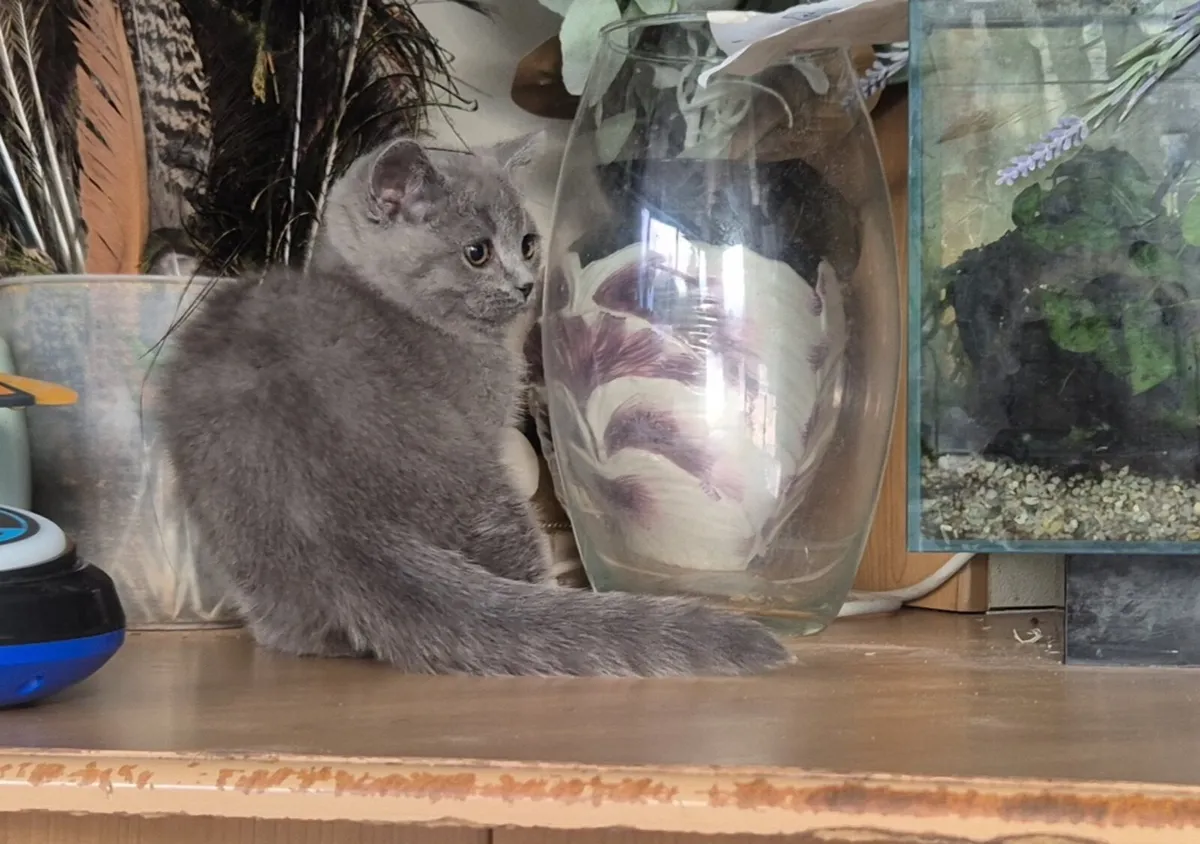 British Blue shorthair - Image 2