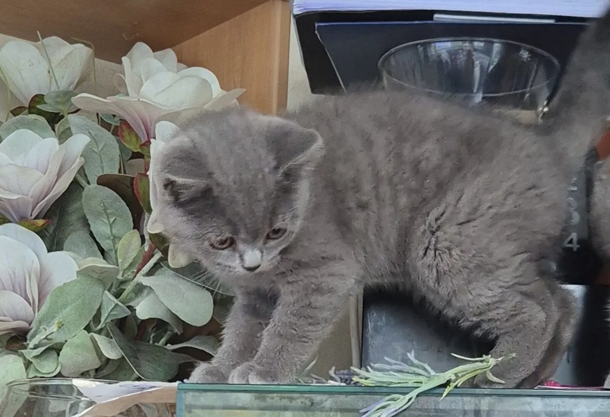 British Blue shorthair - Image 3