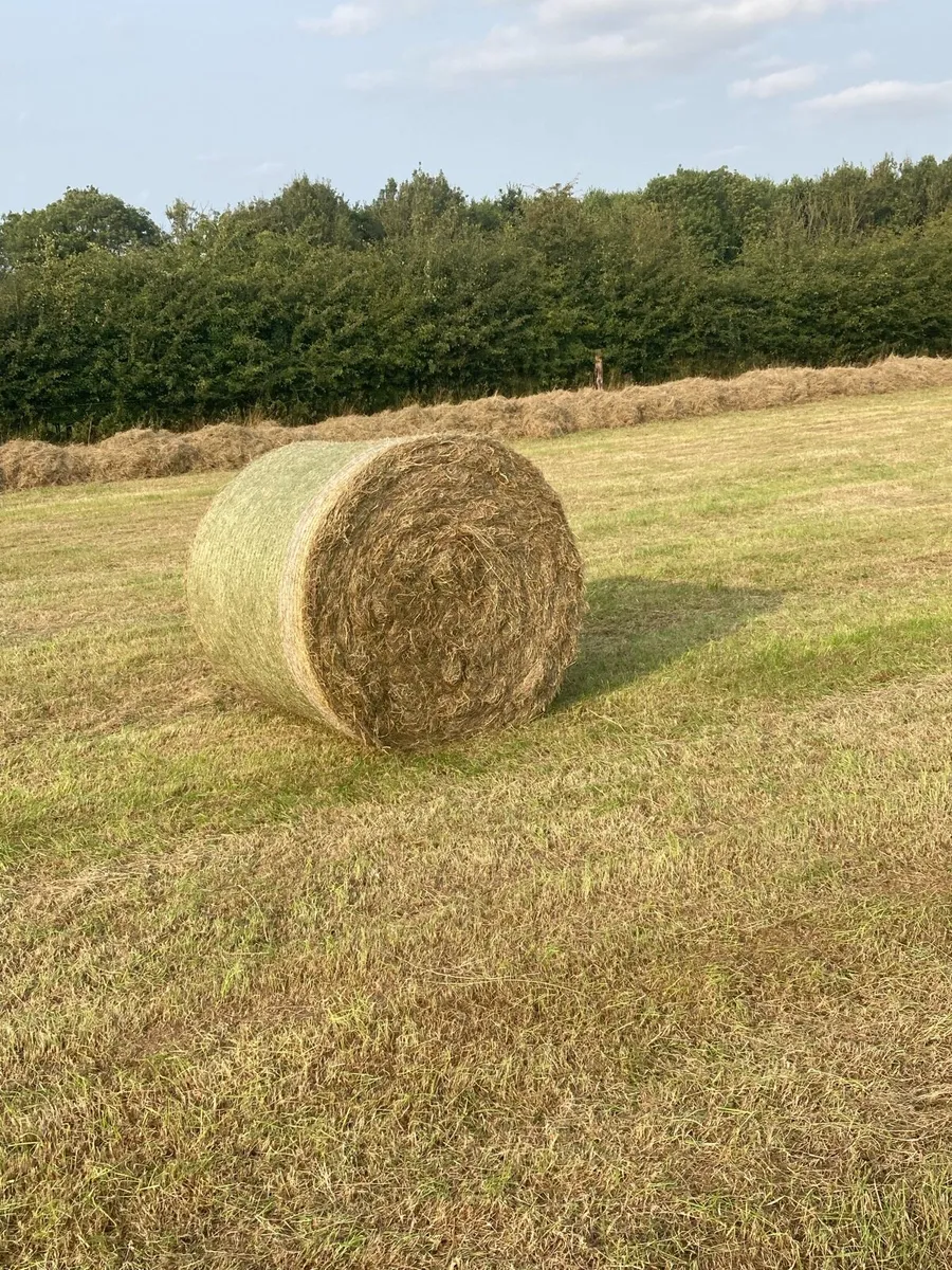 4x4 round bales of hay for all animals - Image 3