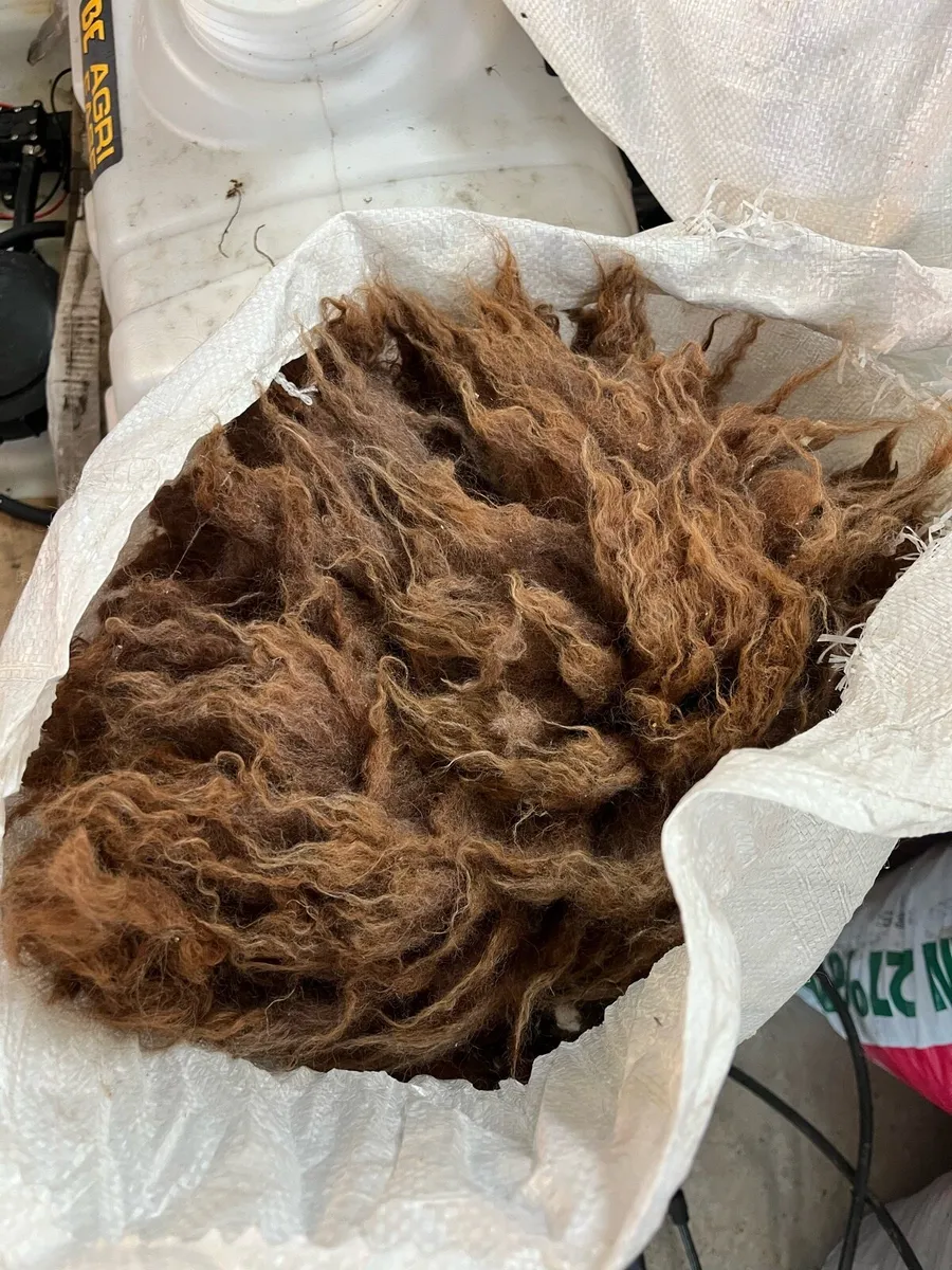 Alpaca wool - Image 1