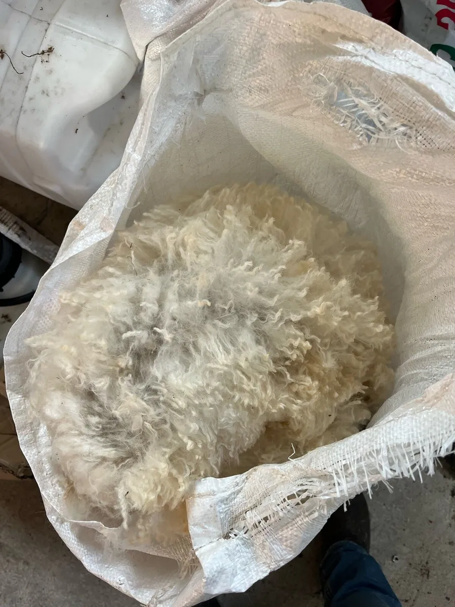 Alpaca wool - Image 2