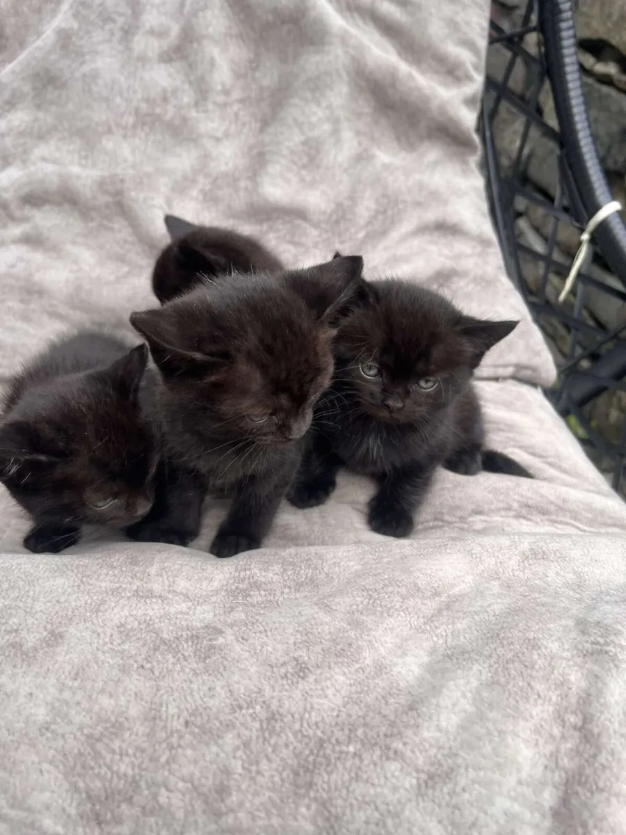Cats - Image 2