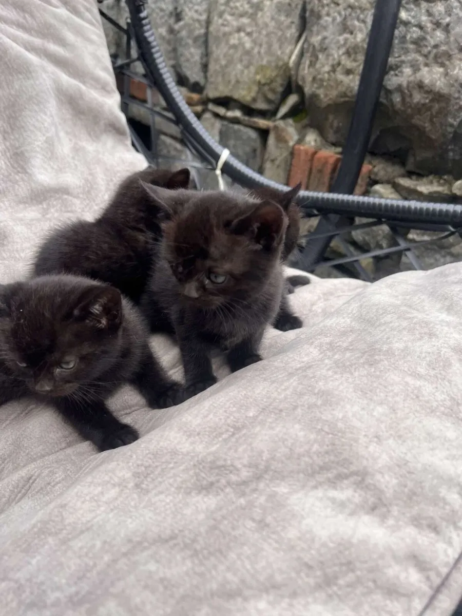 Cats - Image 3