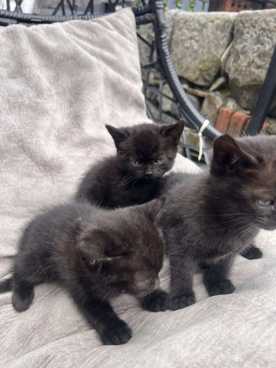 Cats - Image 1