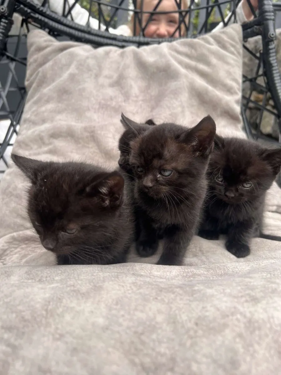 Cats - Image 4