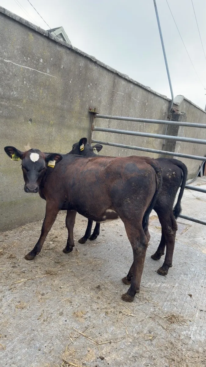15 reared heifer calves - Image 3