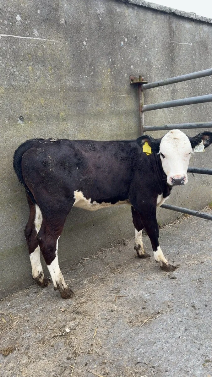 15 reared heifer calves - Image 4
