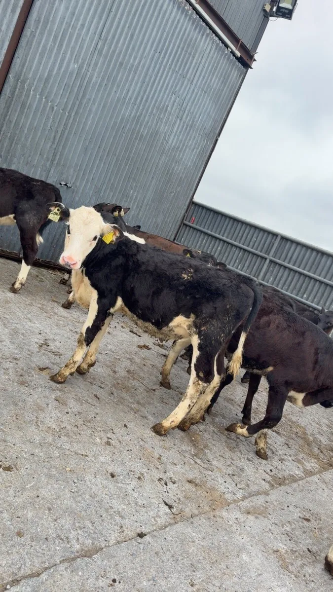 15 reared heifer calves - Image 1