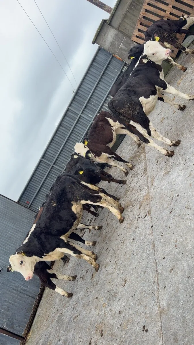 15 reared heifer calves - Image 2