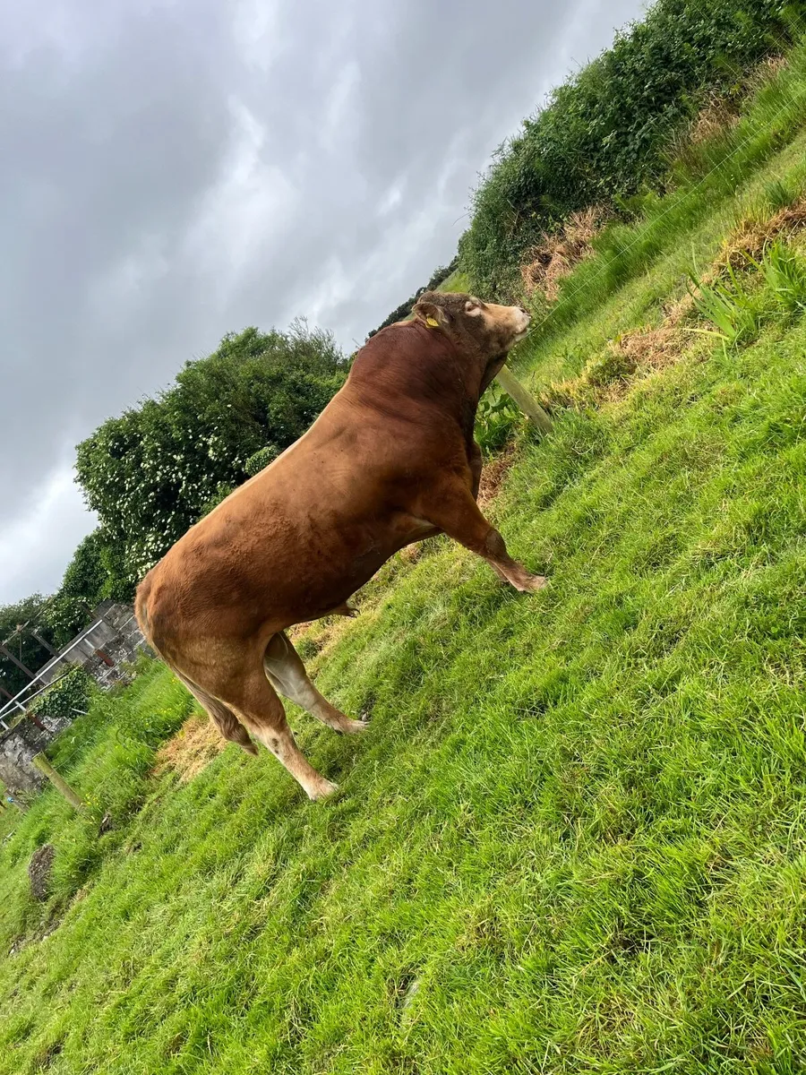 PBR EBY Limousine bull - Image 4