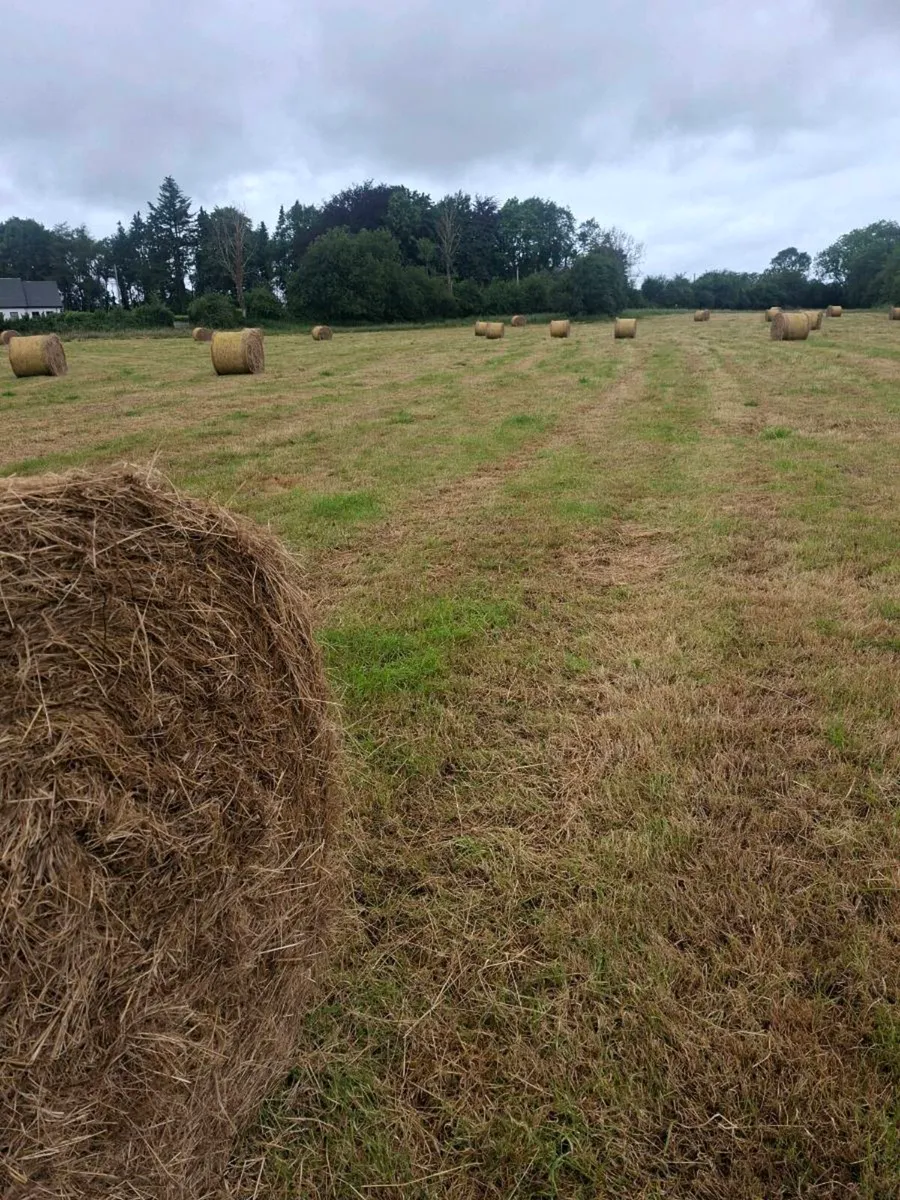 100 round bales for ssle - Image 1