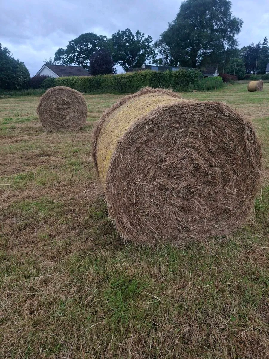 100 round bales for ssle - Image 2