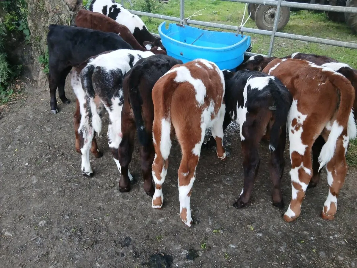 Calves - Image 4