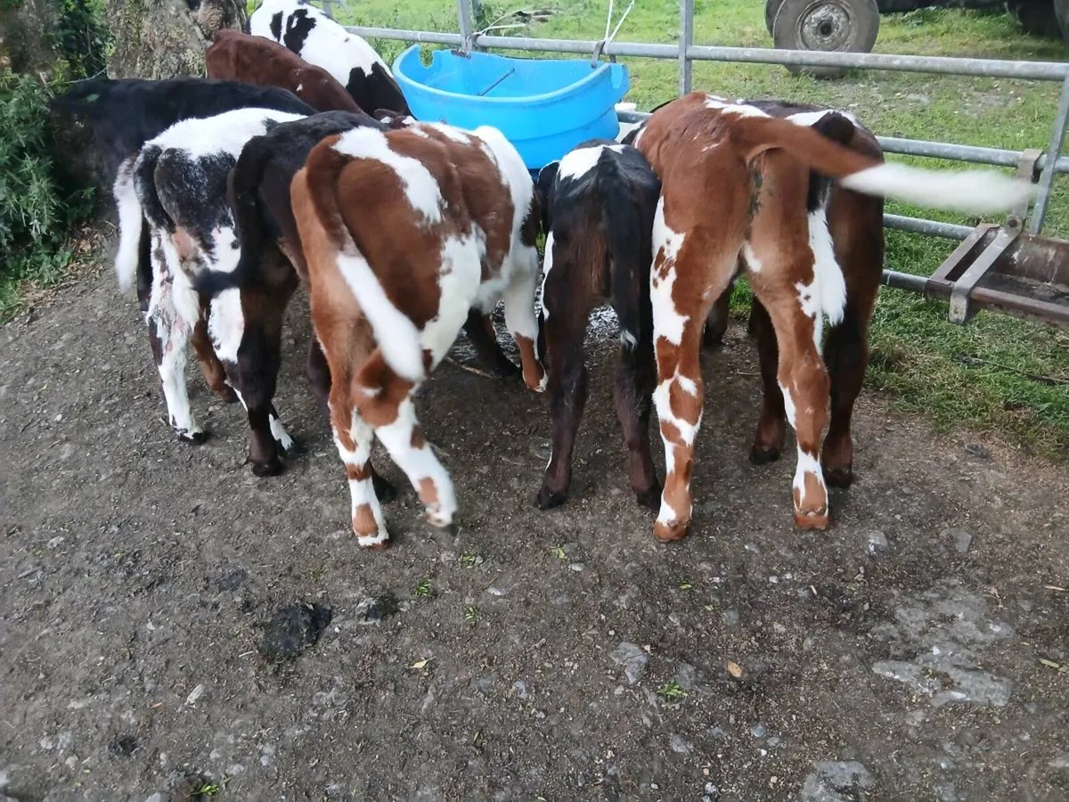 Calves - Image 2