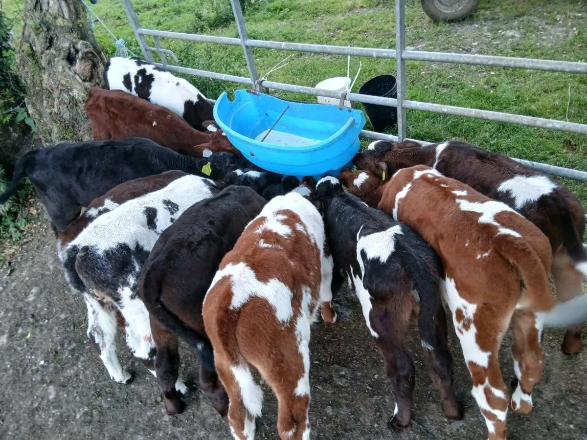 Calves - Image 3