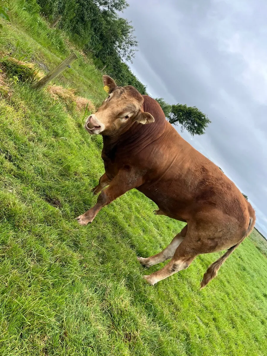 PBR EBY Limousine bull - Image 1