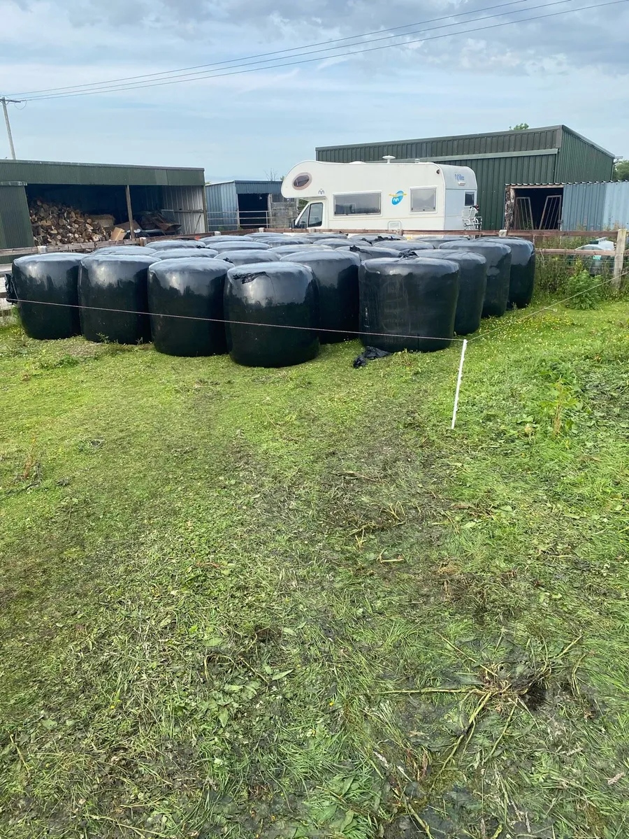 Great quality silage bales