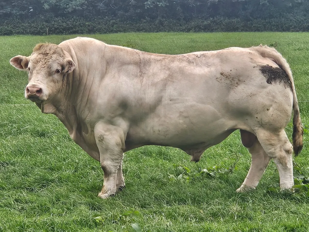 Five year old PB Charolais  bull