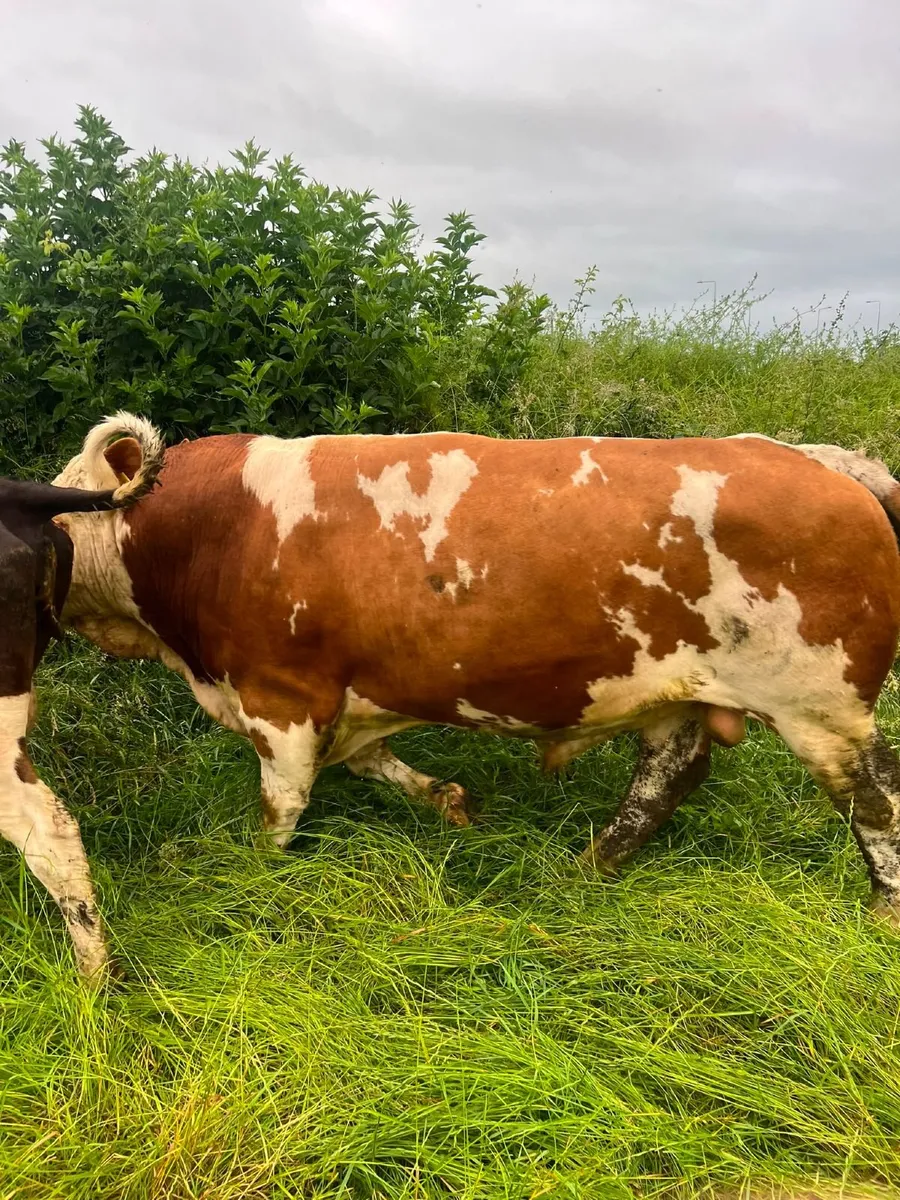 Fleckvieh Bulls - Image 2