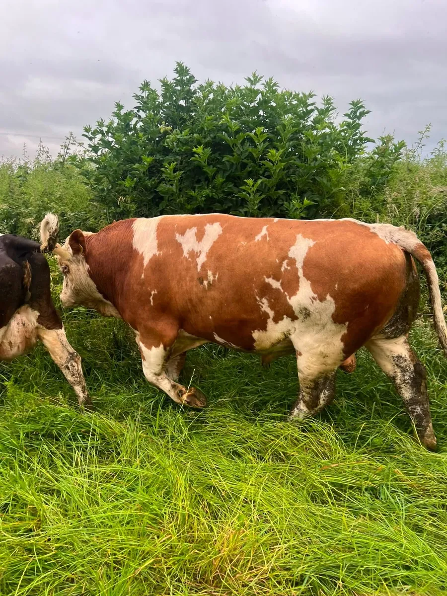 Fleckvieh Bulls - Image 1