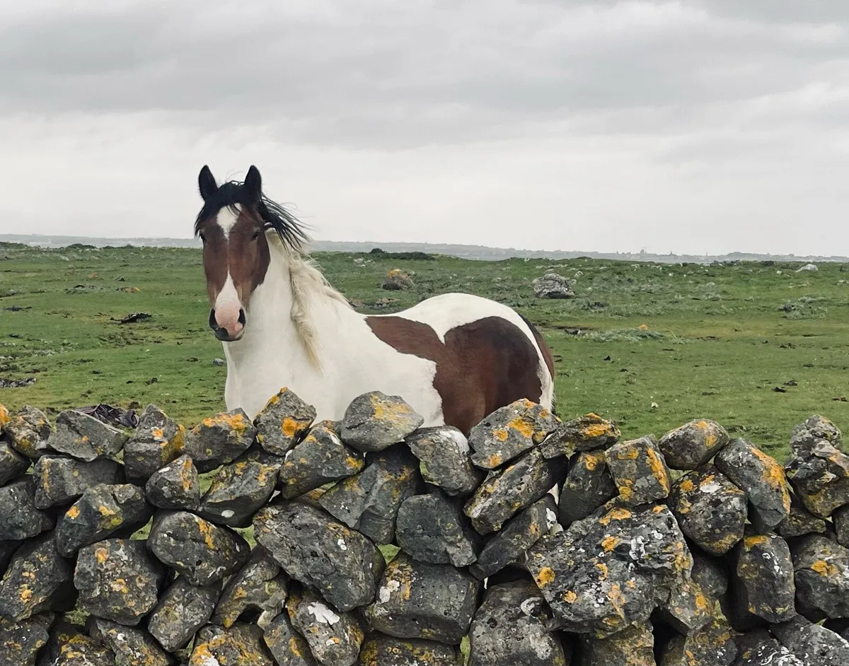 Selection of young horses - Image 1