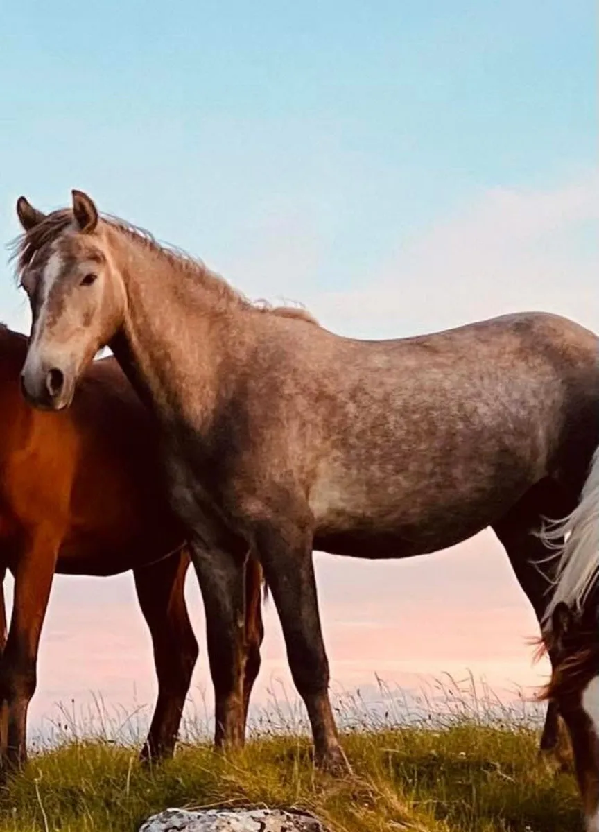 Selection of young horses - Image 2