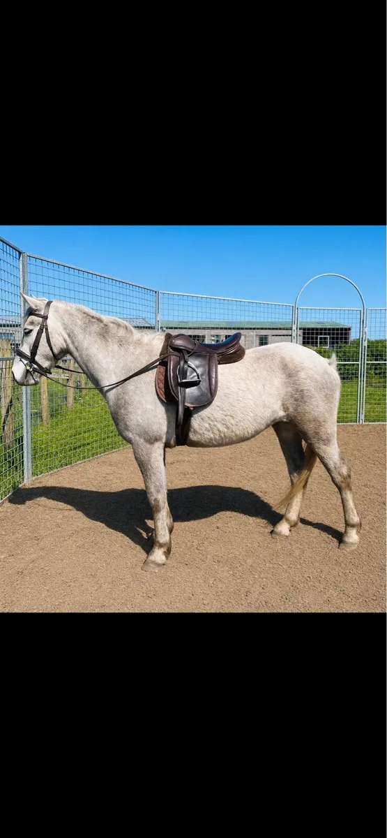 Selection of young horses - Image 3
