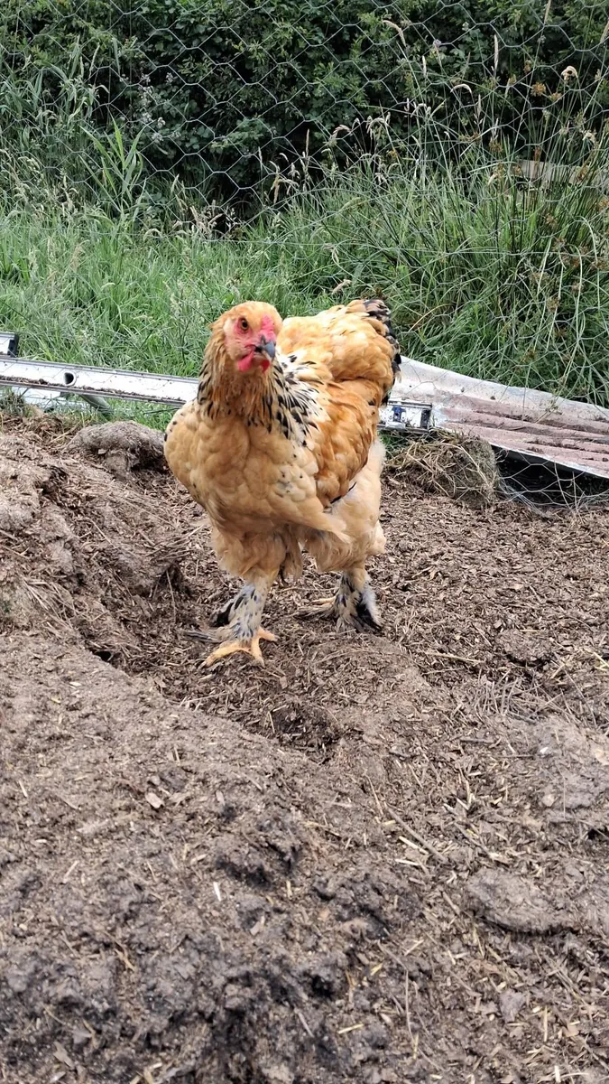 Chicken/Rooster - Image 2