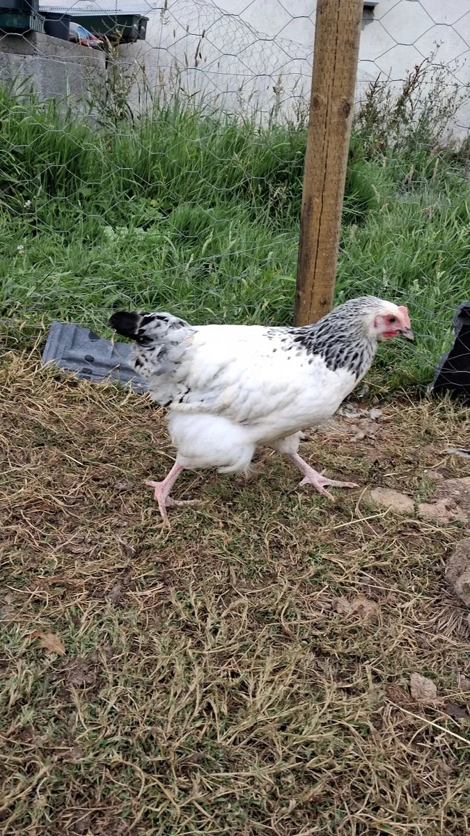 Chicken/Rooster - Image 3